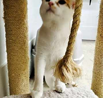Photo of Apollo