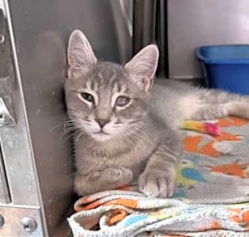Photo of Baby Jerry