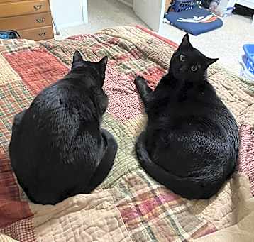 Photo of Loki / Salem