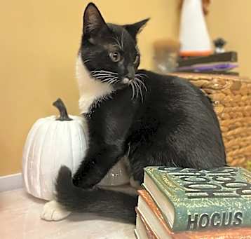 Photo of Humphrey - MT
