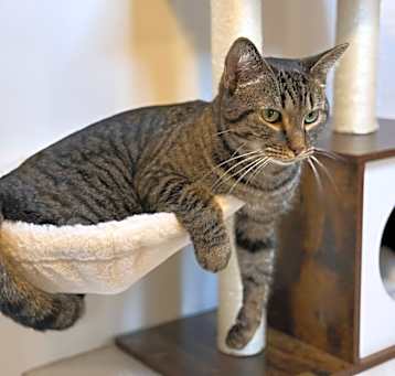 Photo of Louie - MS
