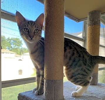 Photo of Lemon