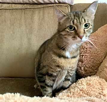 Photo of Moose