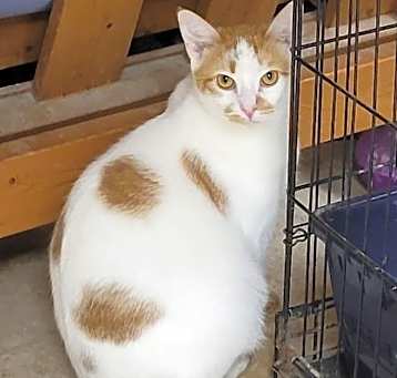 Photo of Hansel