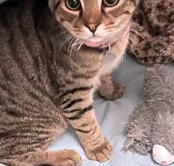 Photo of Ajax