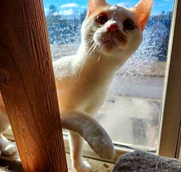 Photo of Fergus
