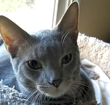 Photo of Casper