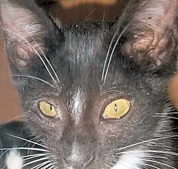 Photo of Samwise