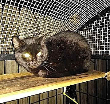 Photo of Salem