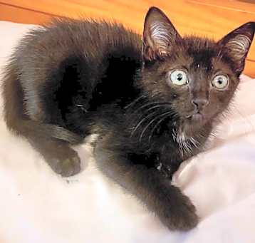 Photo of CatDog Jr