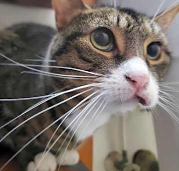 Photo of Leia