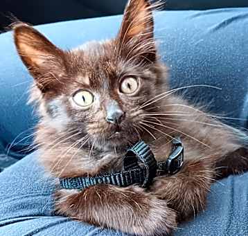 Photo of Wolverine