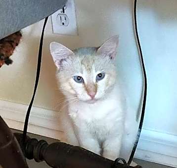 Photo of Frankie