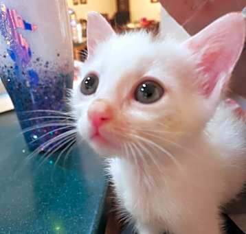 Photo of Jay Jay