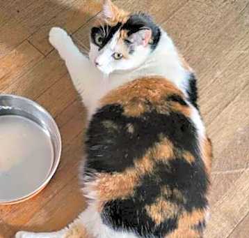 Photo of Kit Kat