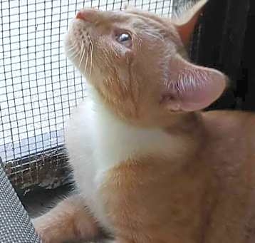 Photo of Tomas