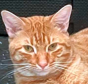 Photo of Cheeto