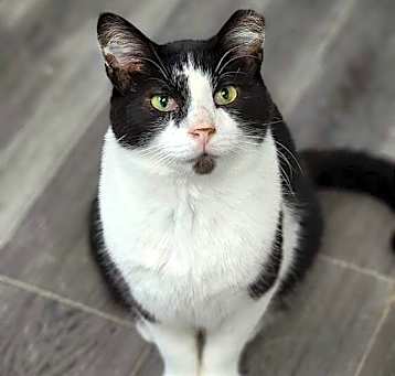Photo of Kitten Kaboodle