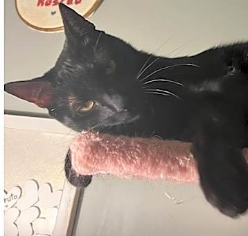 Photo of Boo