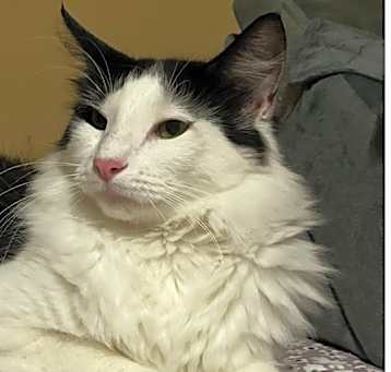 Photo of Petya