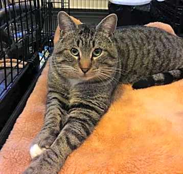 Photo of Sam- Adoption fee sponsored, longest resident