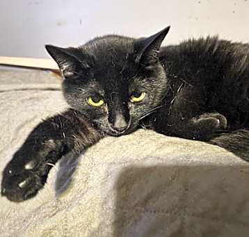 Photo of Martini