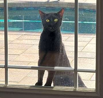 Photo of Raven