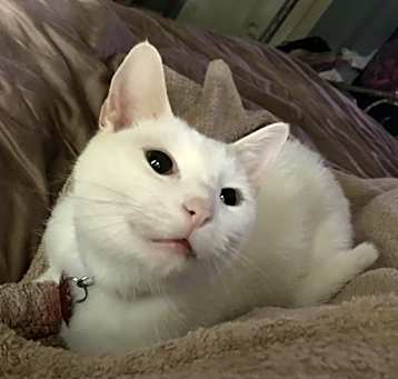 Photo of Whiskey
