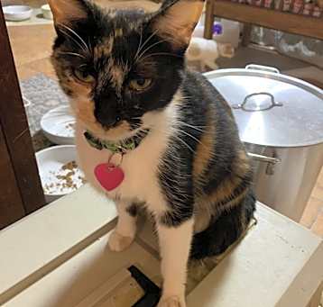 Photo of Sweet Momma