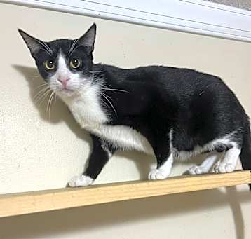 Photo of Loki
