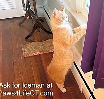 Photo of Iceman (SPECIAL NEEDS)
