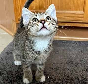 Photo of Mutt the Cat