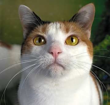 Photo of Miss Lizzy