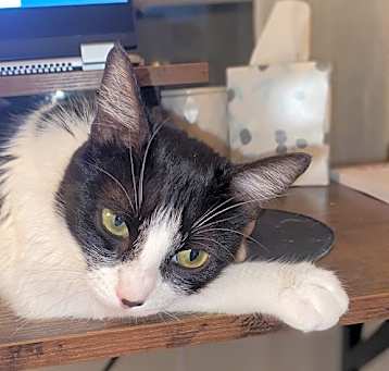 Photo of Poppy Cat