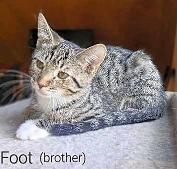 Photo of Greyfoot