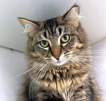 Photo of Kahlua