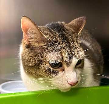 Photo of Kiki