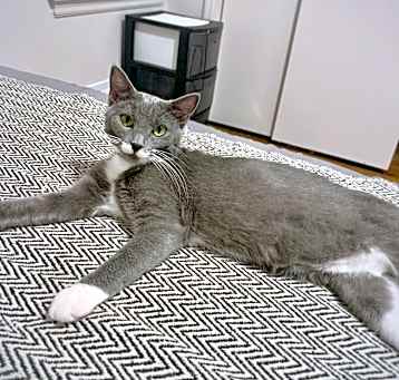 Photo of Missy