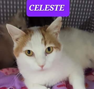 Photo of CELESTE