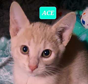 Photo of ACE