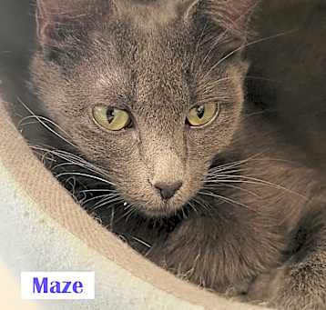 Photo of Maze