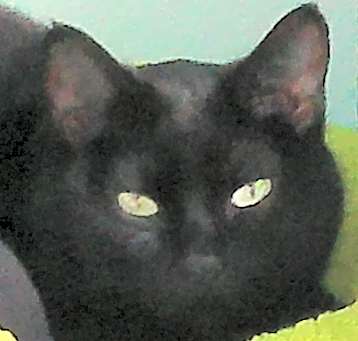 Photo of Onyx