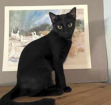 Photo of Bobo