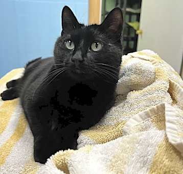 Photo of Opal