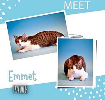 Photo of Emmet