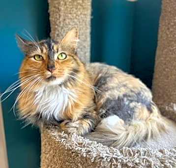 Photo of Bobbin