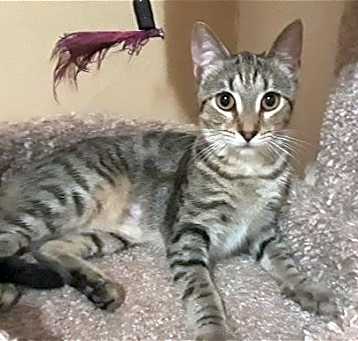Photo of SYLVIA