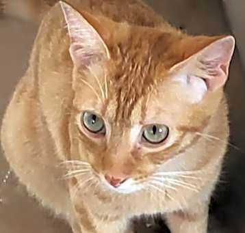 Photo of Dominic