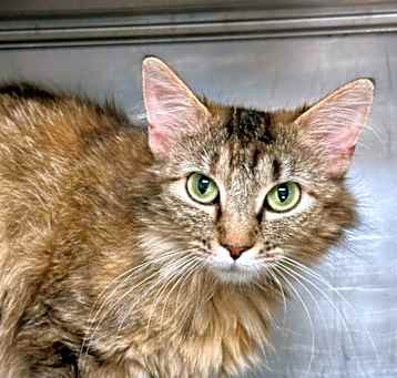 Photo of TAWNY