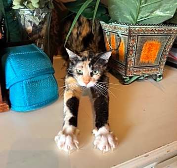 Photo of Patches
